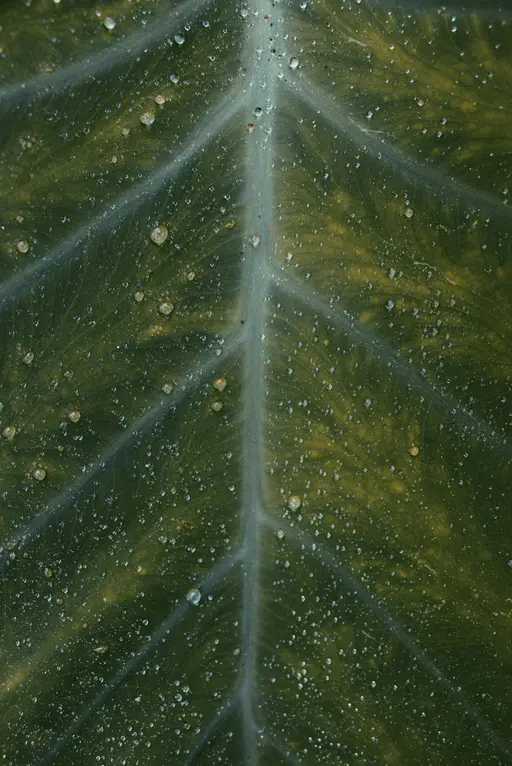 closeup detail of a leaf